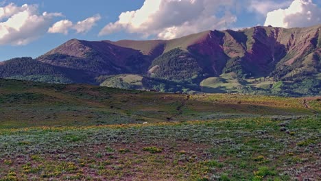 Antena-Sobre-Verdes-Colinas-Y-Prados-Cerca-De-La-Montaña-Crested-Butte-Con-Caballos-Salvajes-En-Primer-Plano,-Colorado,-Estados-Unidos