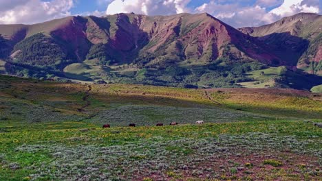 Aerial-over-green-hills-and-meadows-near-the-Crested-Butte-mountain-with-wild-horses-in-foreground,-Colorado,-USA