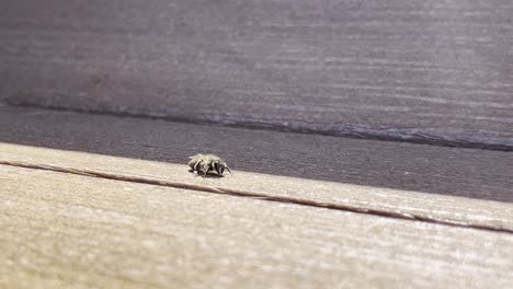 Gesunde-Biene-Sucht-An-Einem-Sonnigen-Tag-Auf-Einer-Holzbank-Nach-Nahrung-Oder-Wasser