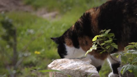 Curious-calico-domestic-cat-in-a-yard