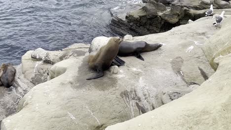 seagulls-and-sea-lions-hanging-out-next-to-each-other