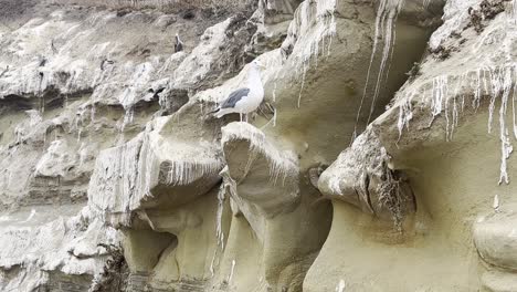 seagull-by-the-wall-of-a-cliff-full-of-excrements