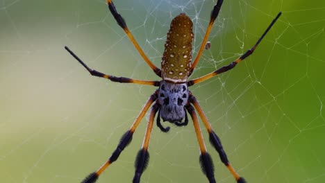 Static-closeup-video-of-a-Golden-Silk-Orb-weaver-Trichonephila-clavipes-in-the-Bahamas