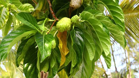 Árbol-De-Noni-Morinda-Citrifolia-Con-Fruta-En-Exuma-Bahamas