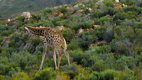 Cape-giraffe-has-stunning-coat-pattern-with-brown-patches,-walks-in-shrubland