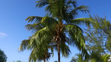 Static-video-of-a-palm-tree-in-the-Bahamas