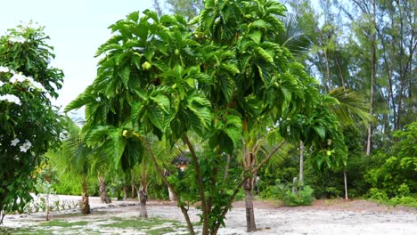 Video-Estático-De-Un-árbol-De-Noni-Morinda-Citrifolia-En-Exuma-En-Las-Bahamas