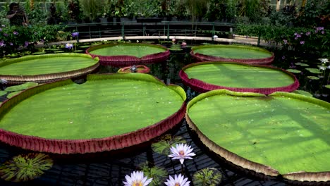 Beautiful-Giant-Lily-Pads-In-Kew-Gardens,-London