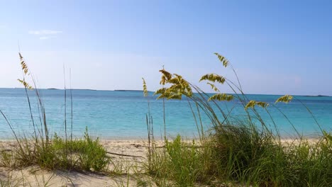 Static-shot-of-beach-plants-in-front-of-Hoopers-Bay-in-Exuma-Bahamas