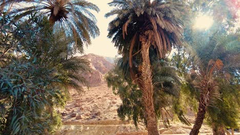 a-canyon-with-a-river-between-mountains-and-palm-trees