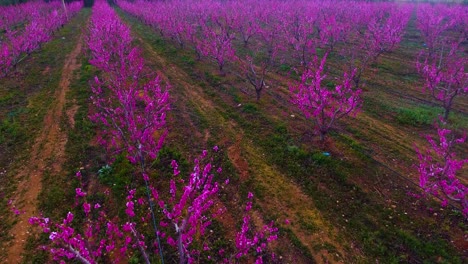 Drohnen-Luftaufnahme-Von-Gepflügtem-Ackerland-Mit-Obstbaumfischen-Mit-Diesen-Blumen-Bei-Sonnenuntergang