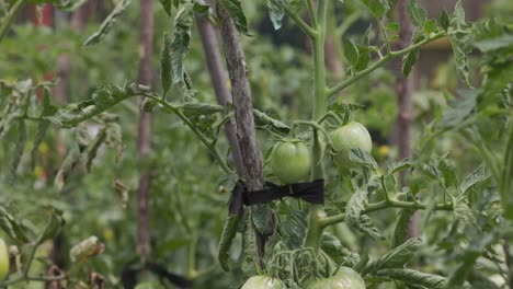 Tomates-Verdes-Inmaduros-En-Su-Propio-Arbusto