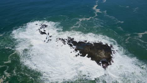 Aerial-top-down-shot-of-giant-waves-crashing-against-coral-rock-in-sunlight