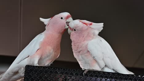 A-pair-of-Pink-cockatoo-at-the-indoor-forest-in-Dubai,-United-Arab-Emirates