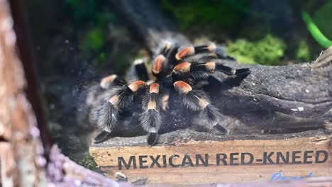 A-Mexican-red-knee-tarantula-at-an-indoor-rainforest-in-Dubai,-United-Arab-Emirates