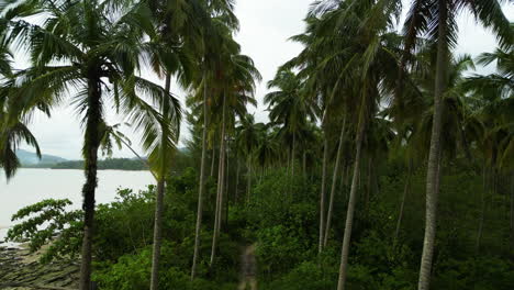 Narrow-pathway-leading-through-palm-tree-forest-on-Thailand-coastlne