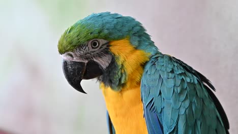 A-Blue-and-Gold-Macaw-at-the-indoor-forest-in-Dubai,-United-Arab-Emirates