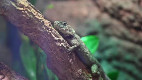 A-Viviparous-Lizard-at-an-indoor-rainforest-in-Dubai,-United-Arab-Emirates