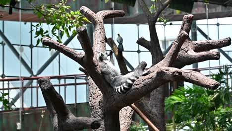 Der-Lemur-In-Einem-Indoor-Regenwald-In-Dubai,-Vereinigte-Arabische-Emirate