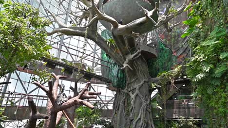 An-inside-view-of-the-indoor-rainforest-in-Dubai,-United-Arab-Emirates