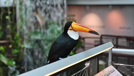 A-Toco-toucan-at-the-indoor-forest-in-Dubai,-United-Arab-Emirates