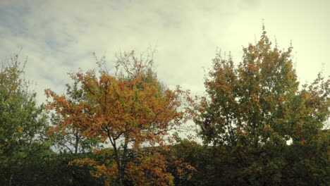 Wind-Weht-Im-Herbst-Durch-Bäume-Mit-Braunen-Blättern