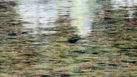 Brown-trout-feeding-in-a-western-norwegian-river