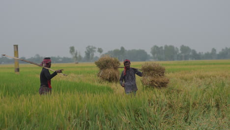 Farmers-carrying-heavy-paddy-loads-on-shoulder-during-harvesting-season-of-Bangladesh--Bangladesh-Agriculture