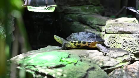 A-Red-eared-aquatic-turtles-at-the-indoor-rainforest-in-Dubai,-United-Arab-Emirates