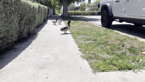 medium-shot-of-ducks-on-a-city-street-walking-on-the-sidewalk-by-a-car