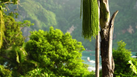 Exotische-Pflanzen-Des-Dschungelwaldes-In-Thailand,-Küste