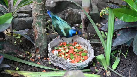 A-Purple-starling-eats-food-in-the-indoor-rainforest-in-Dubai,-United-Arab-Emirates