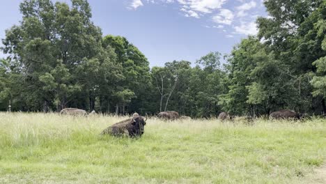 traveling-view-of-bison-buffalo-on-a-meadow,-resting-under-the-clear-sunny-sky