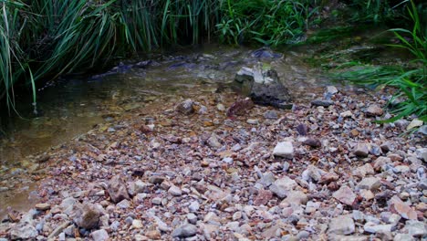 Fließender-Fluss-Mit-Lebendigen-Felsen-Und-Grünem-Gras