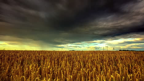 Fesselnder-Zeitraffer-Goldener-Weizenfelder-Unter-Bedrohlichen-Dunklen-Wolken
