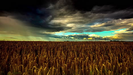 Stunning-Timelapse-of-Golden-Wheatfields-with-Dark-Ominous-Clouds-Rolling-By