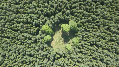 Luftaufnahme-Eines-Fleckenlandes-Inmitten-Eines-Waldes-Mit-Grünen-Bäumen-Im-Sommer