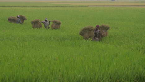 Farmers-carrying-heavy-paddy-loads-on-shoulder-during-harvesting-season-of-Bangladesh--Bangladesh-Agriculture