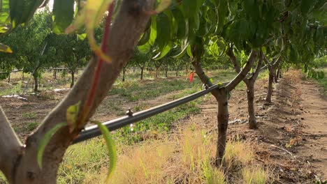 the-drip-irrigation-system-on-the-peach-tree-is-in-operation