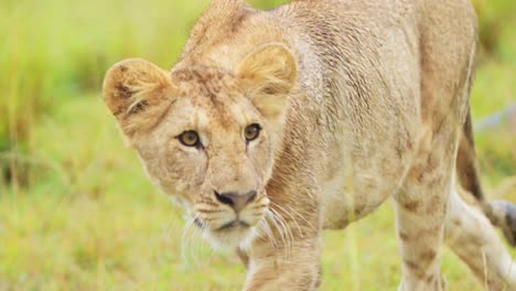 Beautiful-lioness-laying-calmly-and-peacefully-in-the-grass-grassland-watching-over-the-savanna-savannah,-African-Wildlife-in-Maasai-Mara-National-Reserve,-Kenya,-Africa-Safari-Animals-in-Masai