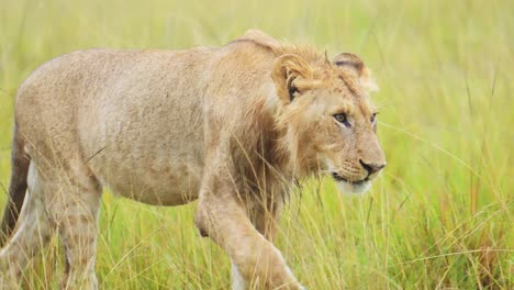 African-Wildlife-in-Maasai-Mara,-Young-male-lion-prowling-walking-through-the-green-lush-plains-of-Kenyan-National-Reserve,-Africa-Safari-Animals-in-Masai-Mara-North-Conservancy