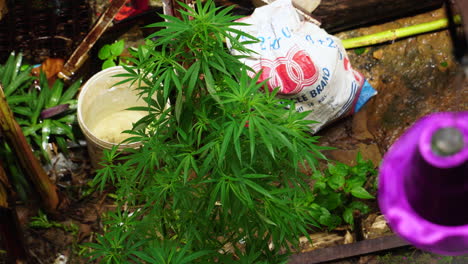 Marihuana-Como-Planta-Ornamental-En-Hogares-De-Koh-Phi-Phi,-Tailandia