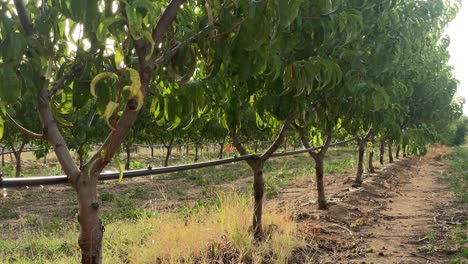 In-the-morning-sunlight,-the-drip-irrigation-system-on-the-peach-tree-is-in-operation