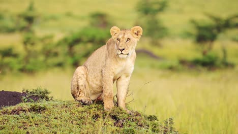 Beautiful-female-lioness-on-top-of-termite-mound-hill-observing-surrounding-area-for-prey,-lush-luscious-Maasai-Mara-National-Reserve,-Kenya,-Africa-Safari-Animals-in-Masai-Mara-North-Conservancy