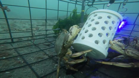 Underwater Footage Of Dungeness Crabs Eating From A Crab Pot Free