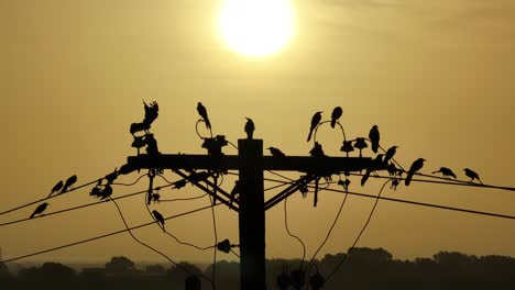 Birds-sit-on-a-wire-in-the-Texas-sunrise-as-fly-in-and-fly-away