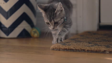 An-adorable-kitten-scratches-her-paws-at-a-welcome-mat
