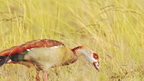 Slow-Motion-of-Egyptian-Goose-Bird-in-Africa-Eating-and-Feeding-on-Grass,-African-Birds-in-Long-Golden-Savanna-Grass-on-Wildlife-Safari-in-Masai-Mara,-Kenya,-Maasai-Mara-Birdlife-in-Savannah-Grasses
