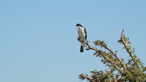 Grey-Backed-Fiscal-Shrike-Bird-Perching-on-Bush-in-Africa,-African-Birds-Perching-on-Branches-of-Bushes-on-Wildlife-Safari-in-Masai-Mara,-Kenya-with-Blue-Sky,-Maasai-Mara-Birdlife