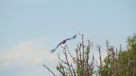 Slow-Motion-of-Lilac-Breasted-Roller-Bird-Flying-in-Flight-Taking-Off-From-Perch-on-Bush-in-Africa,-African-Birds-Perching-Perched-on-a-Branch,-Branches-of-Bushes-on-Wildlife-Safari-in-Masai-Mara